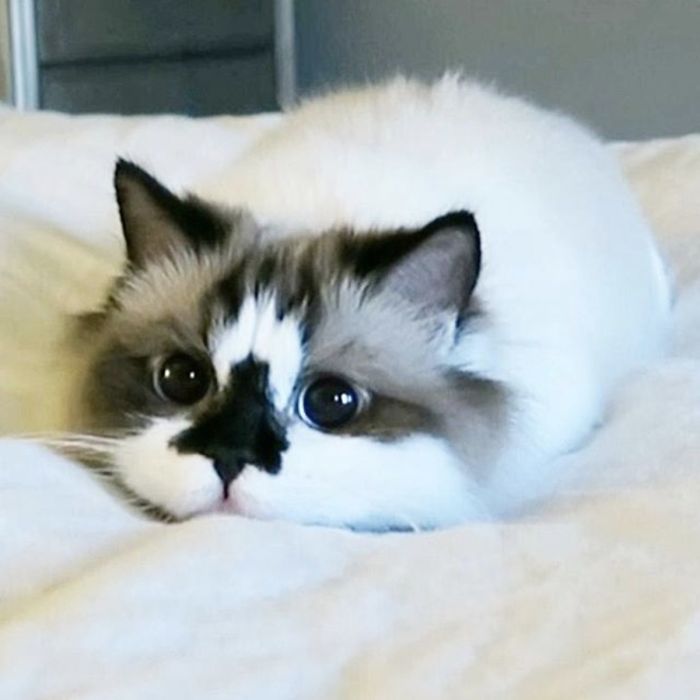 Meet Albert, The Cutest Munchkin Cat With Unique “Skull” Nose And 450,000 Followers