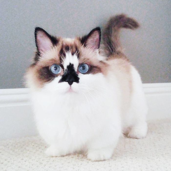 Meet Albert, The Cutest Munchkin Cat With Unique “Skull” Nose And 450,000 Followers