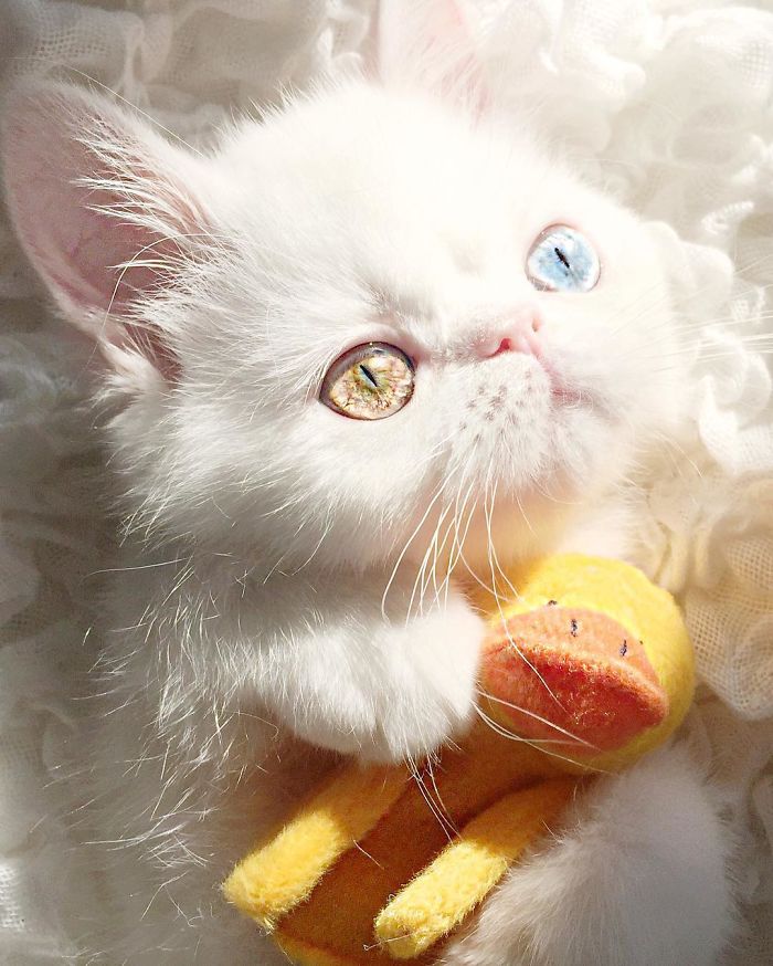 Meet Pam Pam, A Tiny Kitty With Heterochromia Whose Eyes Will Hypnotize You