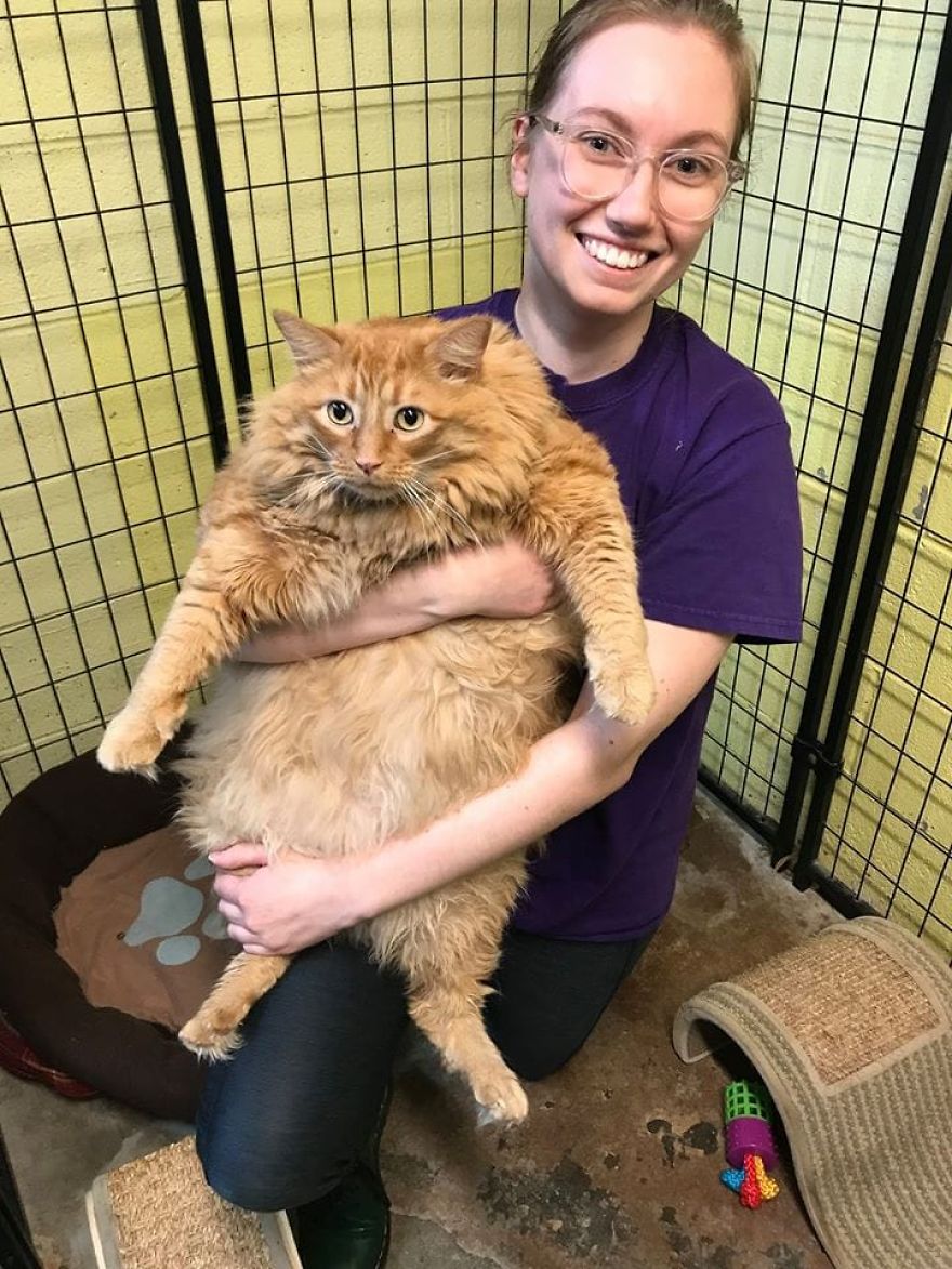 Meet Bazooka, An Overfed And Obese Cat Whose Life Changed Once He Met This Marathon Runner