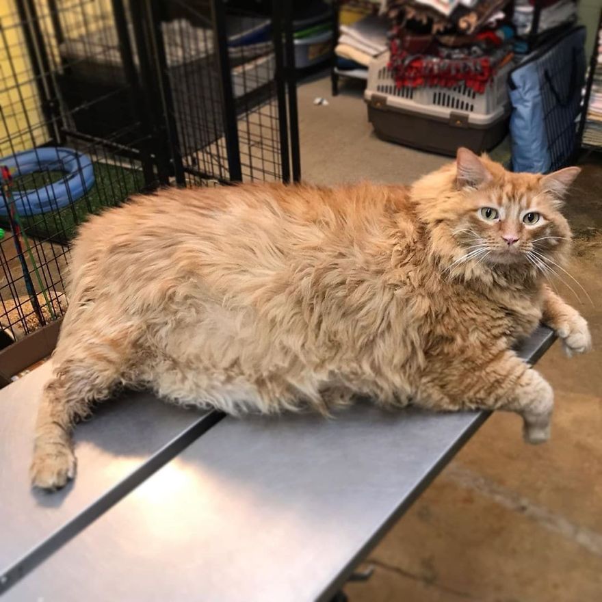 Meet Bazooka, An Overfed And Obese Cat Whose Life Changed Once He Met This Marathon Runner