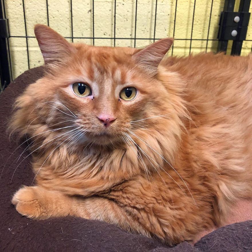 Meet Bazooka, An Overfed And Obese Cat Whose Life Changed Once He Met This Marathon Runner