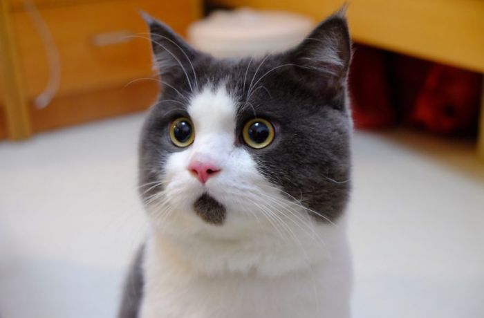 Meet The OMG Cat, The Feline Who Is Always Surprised