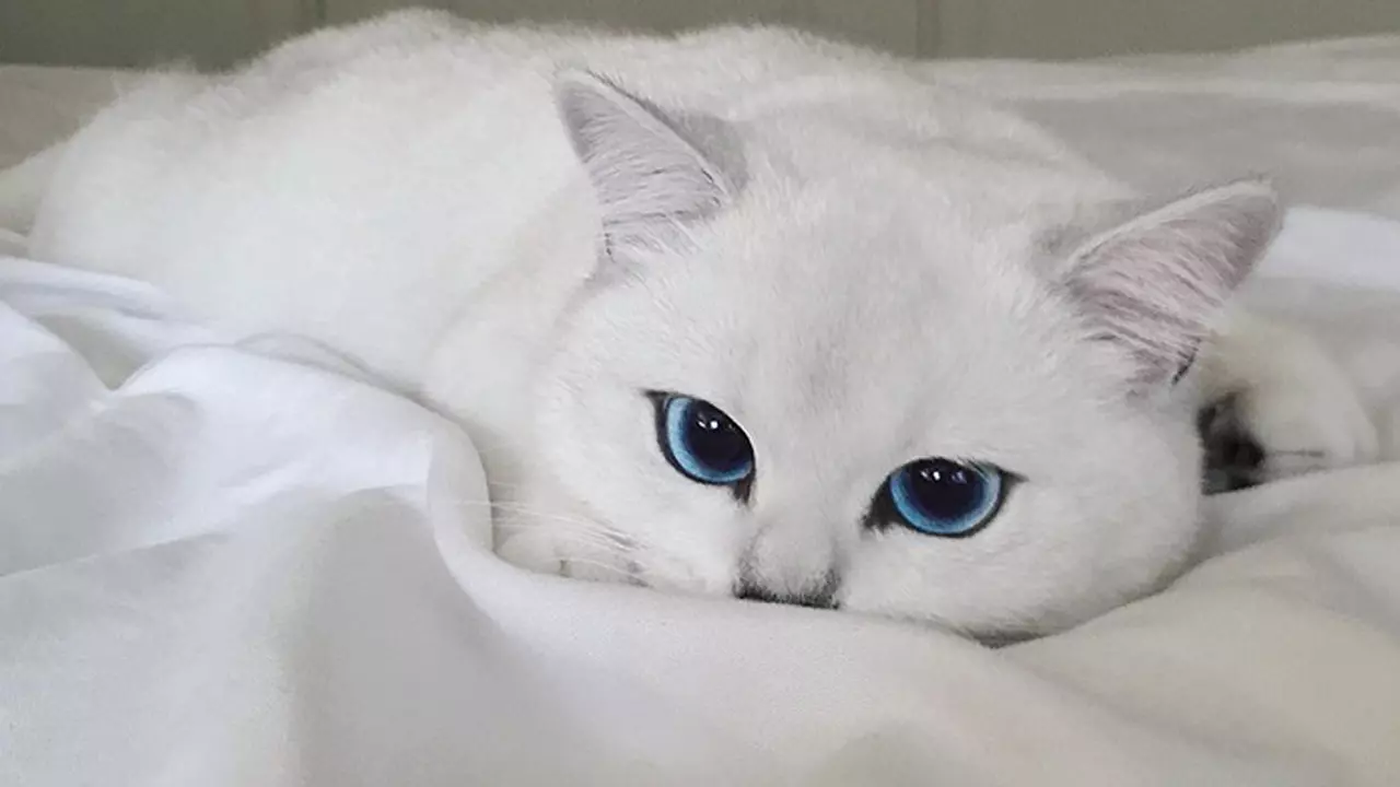 This Cat Has One Of The Most Beautiful Eyes Ever