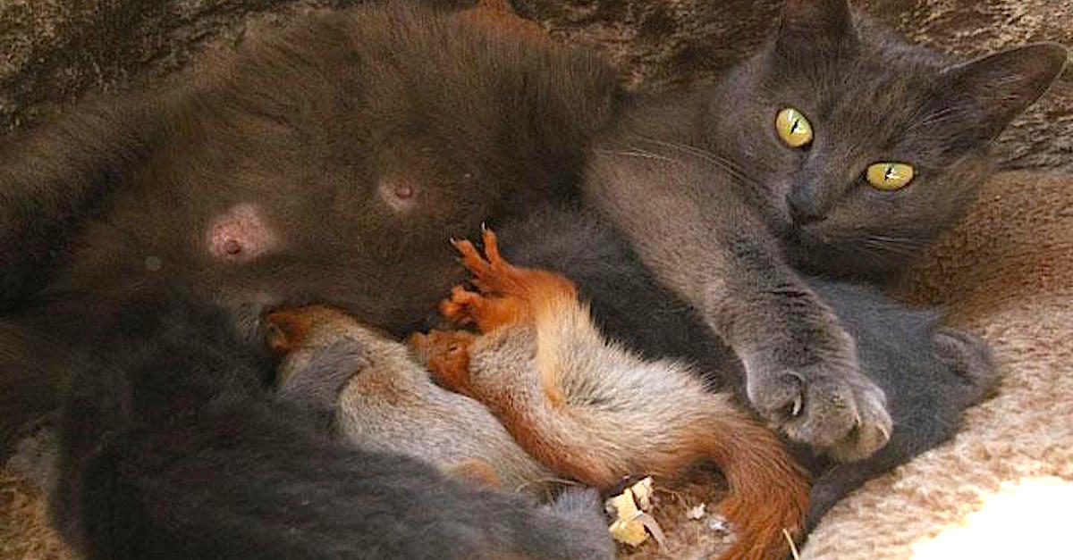 Orphaned baby squirrels locate comfort in an not likely foster cat mom and now they’re inseparable