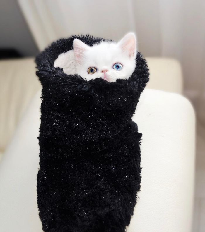 Meet Pam Pam, A Tiny Kitty With Heterochromia Whose Eyes Will Hypnotize You