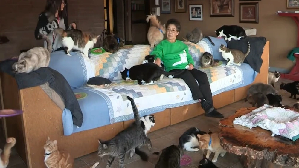 See inside the house of woman living with over 1,000 cats