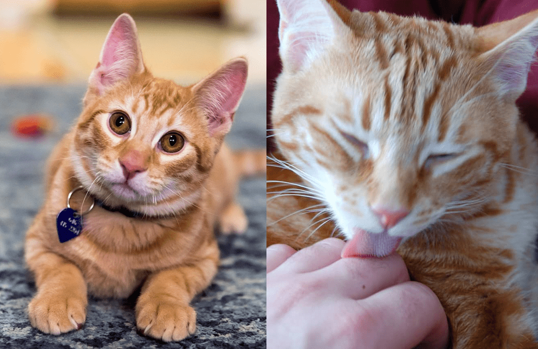 Quaffle The Kitten Didn’t Let What the Doctor Said Hold Him Back