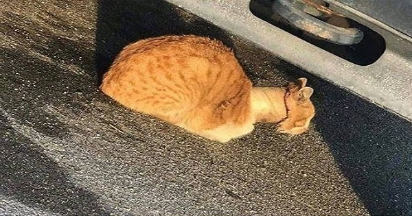 Rescuers Save a Cat With Tape Roll Stuck Over Neck And Deal Him a New Life