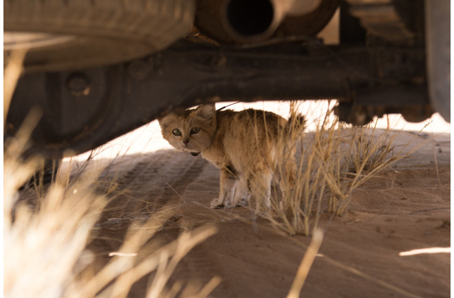 Sand Cat Program Morocco 