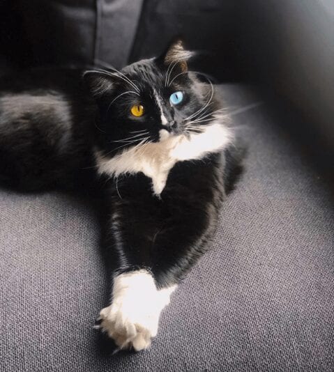 Bowie the Tuxedo Cat