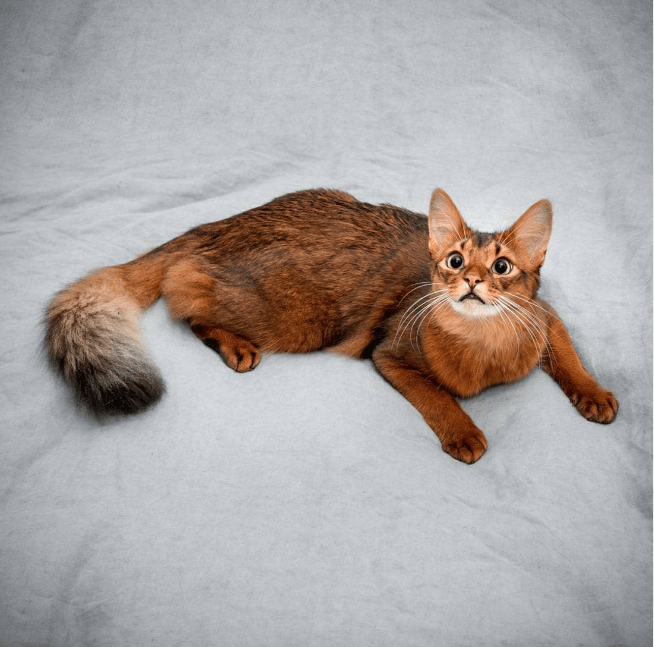 Errol The Fox Cat