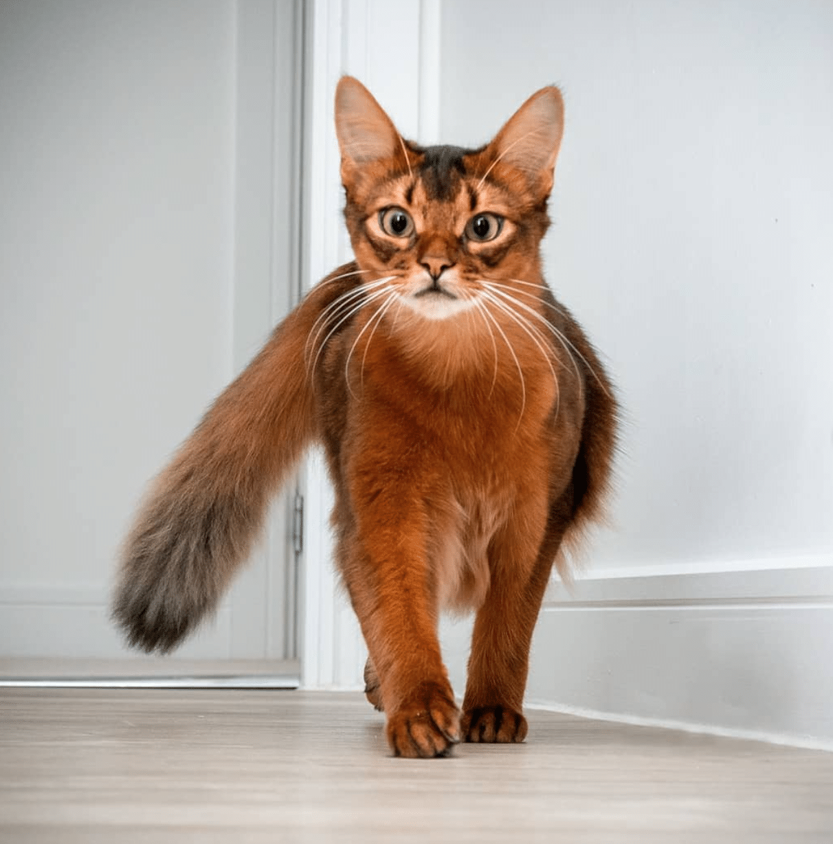 Errol The Fox Cat