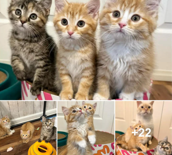 Reunion: Three Shelter Cats Reconnect with Their Previous Owners, Evoking Emotional Responses Across the Board