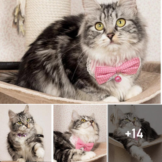 Meet Nore: The World’s Most Polite Cat with a Bow as a Must-Have Neck Accessory