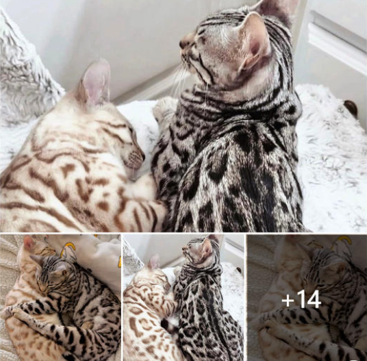 Bengal Snow Romance: A Heartwarming Story of Feline Affection