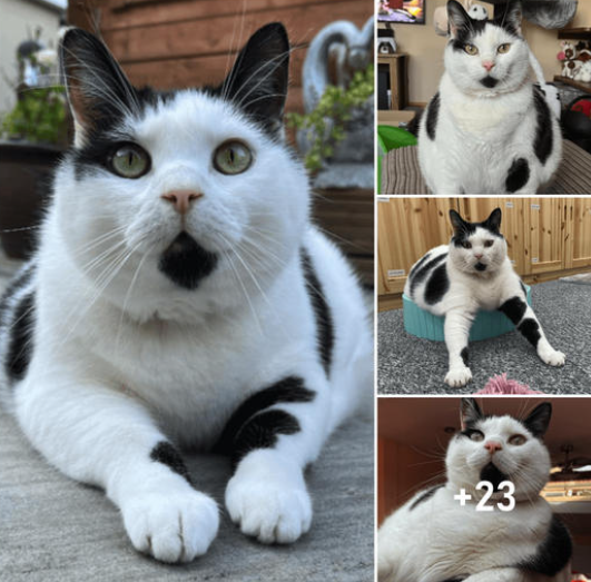 Keith the Cat Cow: A One-of-a-Kind Feline with a Heart as Vast as His Size