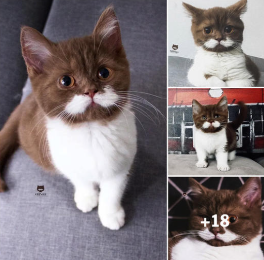 A charming kitten with a flawless mustache effortlessly won over a family, hopping directly into their hearts.