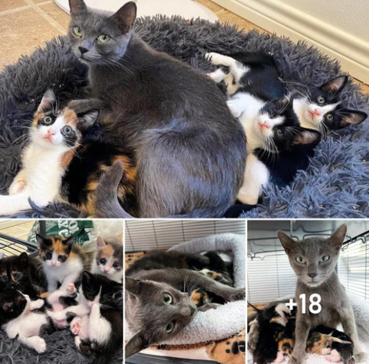 Before the homeowners could seek her aid, the cat ventured to their house and stumbled upon five kittens on their porch.