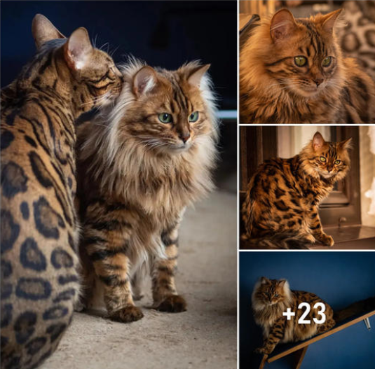 The Enchanting Miniature Lion: Introducing the Cashmere Bengal Cat