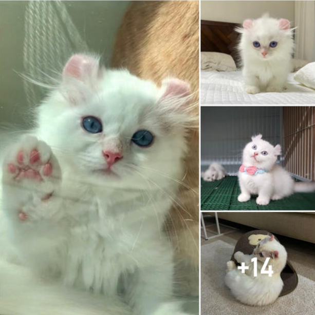 Introducing Kebi Cat: The Cute Kitten with Short Legs and Curled Ears Stealing the Hearts of Millions