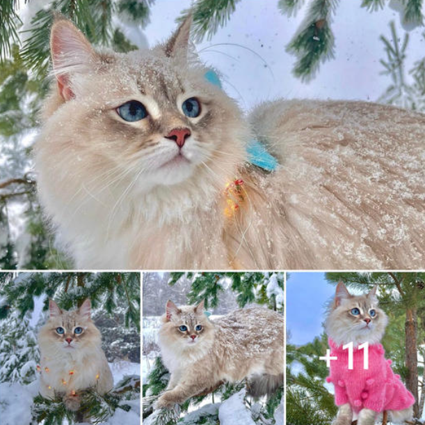 Capturing the enchanting moments of the Siberian cat in the snow, melting the hearts of millions.