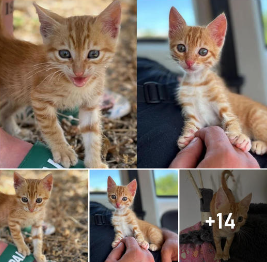 A Lone Kitten’s Journey: Couple’s Unbreakable Bond with the Stray They Couldn’t Leave Behind