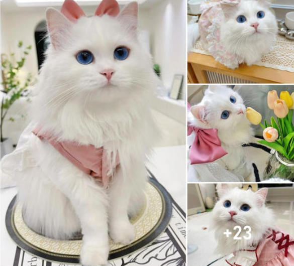 Enchanted Elegance: Discovering the Captivating Beauty of Ragdoll Cats