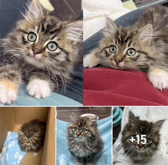 From Street Stray to Purring Sweetheart: This Fluffy Kitten Steals Hearts in the Blink of an Eye