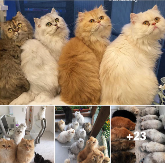 Explore the daily routine of a woman affectionately known as the “12 Cats Lady,” who has lovingly adopted a dozen adorable Persian cats