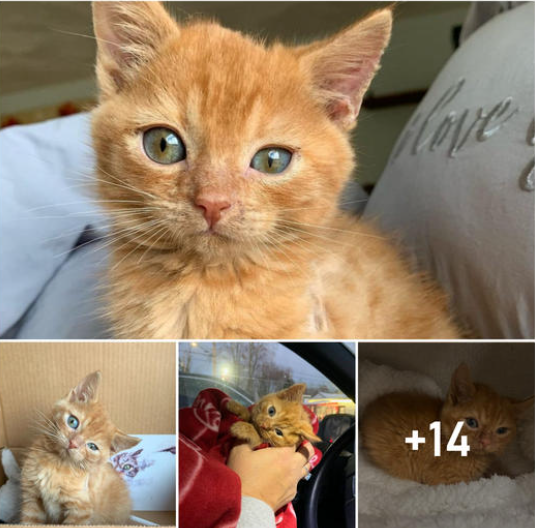 Abandoned and Left to Brave the Rain, These Kittens Were Rescued Just in Time: A Touching Story of Survival, Compassion, and the Life-Saving Power of Acts of Kindness and Empathy