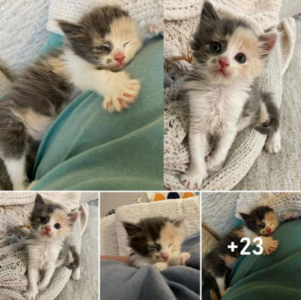 A kitten born outdoors grows up clinging to her humans so she won’t experience loneliness again.