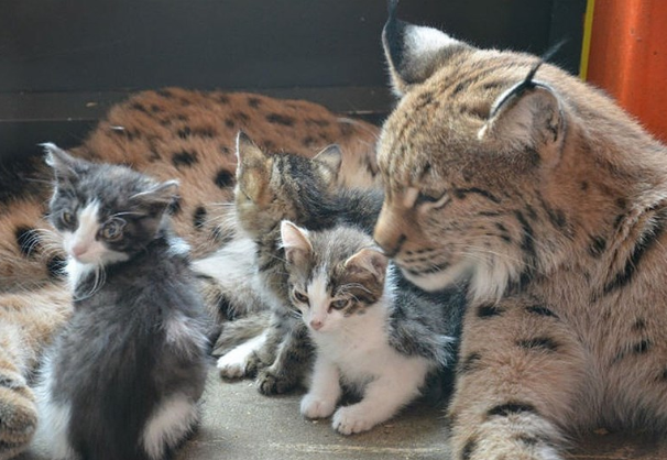 Unexpected Family Connections: The Lynx at Irkutsk Zoo Embraces its Role as Surrogate Parent to a Quartet of Adorable Kittens.