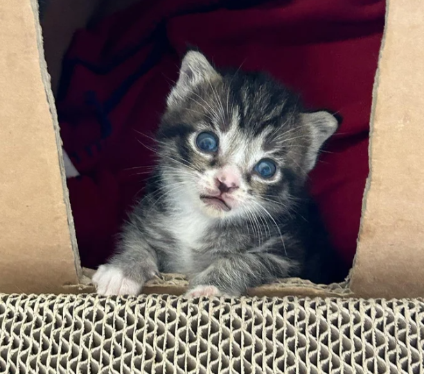 A cat with only one kitten finds a compassionate individual who opens their home to them, and even engages in a daily game of fetch as a gesture of gratitude.