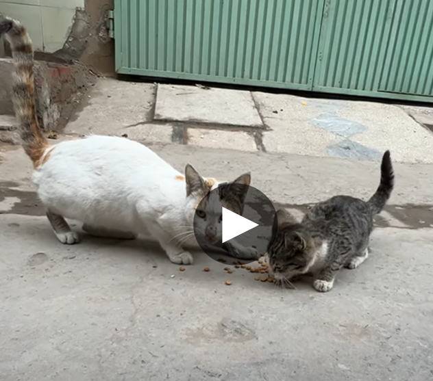 The Rescue of Kittens Abandoned in a Landfill Provides the Homeless Cats with a Second Lease on Life