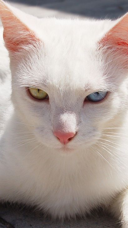 Siamese Cat with Heterochromia