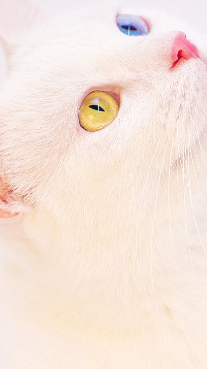 Siamese Cat with Heterochromia