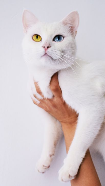 Siamese Cat with Heterochromia