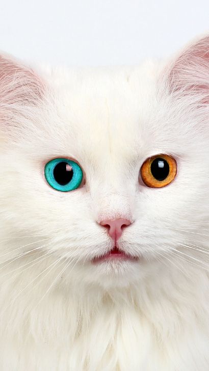 Siamese Cat with Heterochromia