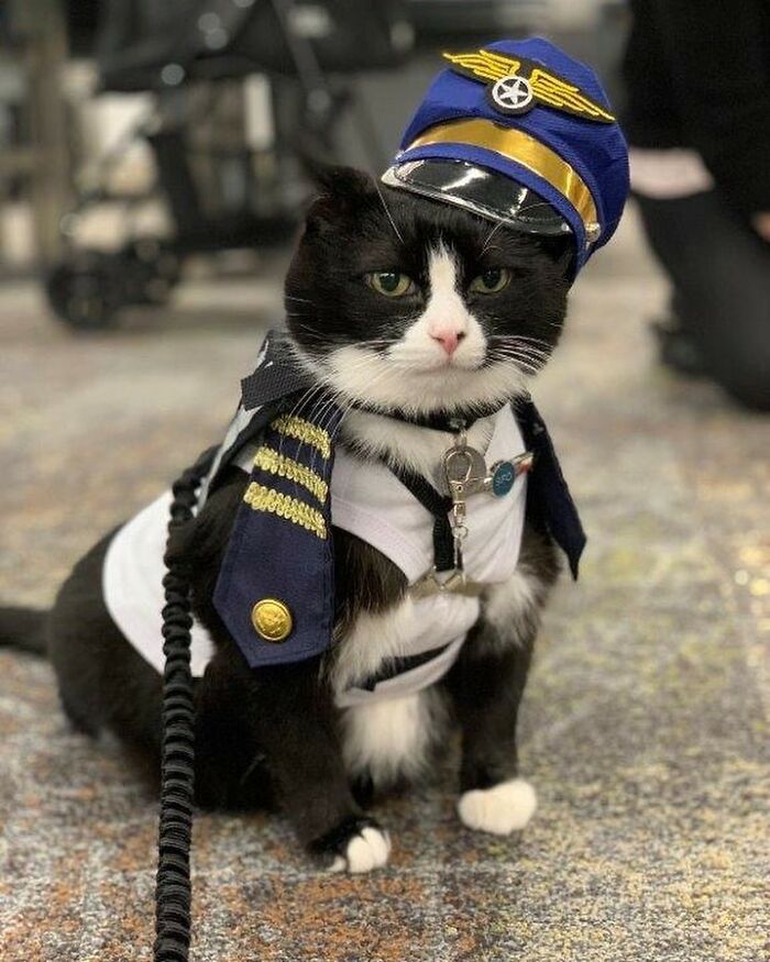 Meet Duke Ellington - A Therapy Cat Who Helps With Anxiety In San Francisco International Airport