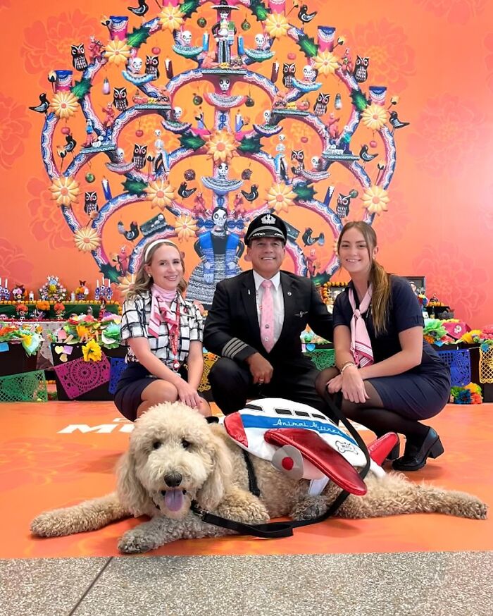 Meet Duke Ellington - A Therapy Cat Who Helps With Anxiety In San Francisco International Airport