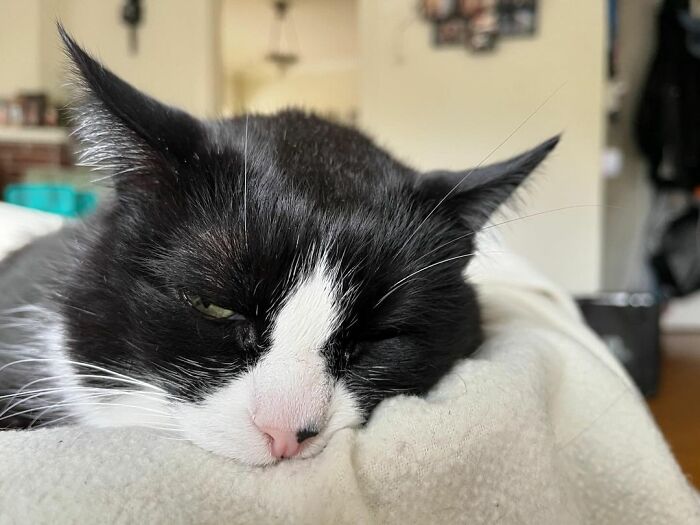 Meet Duke Ellington - A Therapy Cat Who Helps With Anxiety In San Francisco International Airport