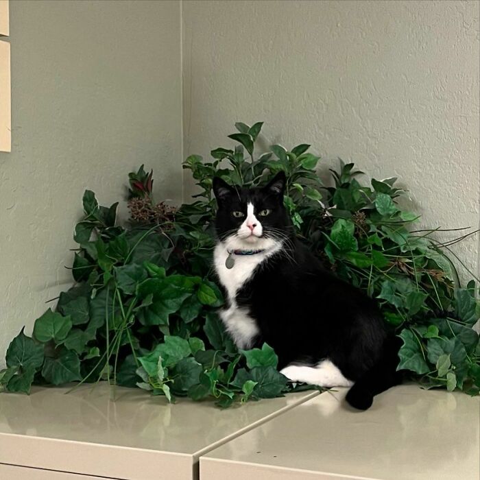 Meet Duke Ellington - A Therapy Cat Who Helps With Anxiety In San Francisco International Airport