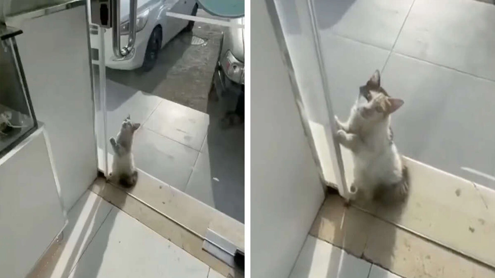 Storekeeper Opens His Door To Stray Cat Pleading For Help During Heatwave