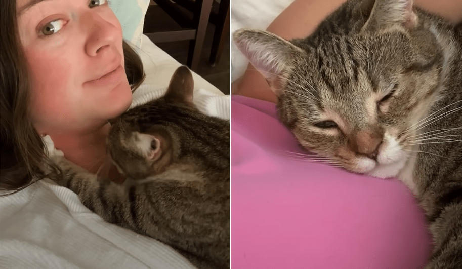 Street Kitty Named Karen Demands Cuddles From Her Foster Mom