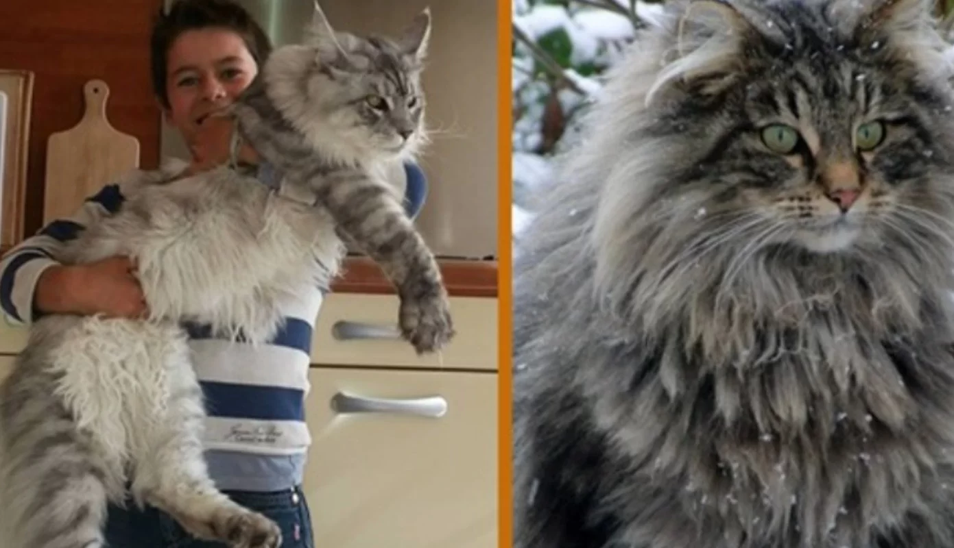 The Gentle Giant Meet the Maine Coon The Dog Of The Cat World