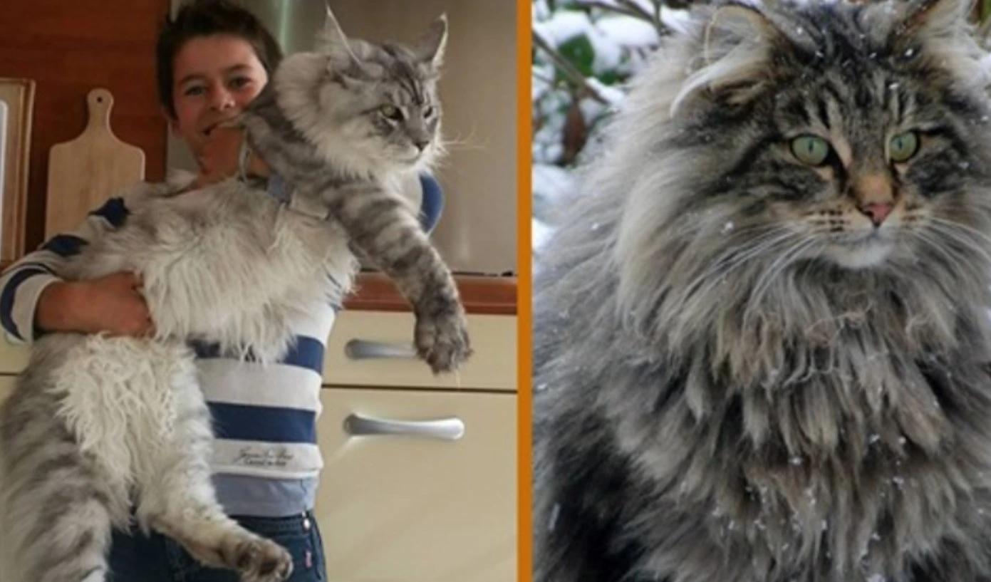 Meet the Maine Coon- The Dog Of The Cat World