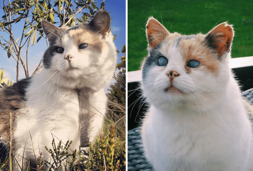 The Life and Death of Stevie, A Blind Cat Who’s Life Is A Lesson For Us All