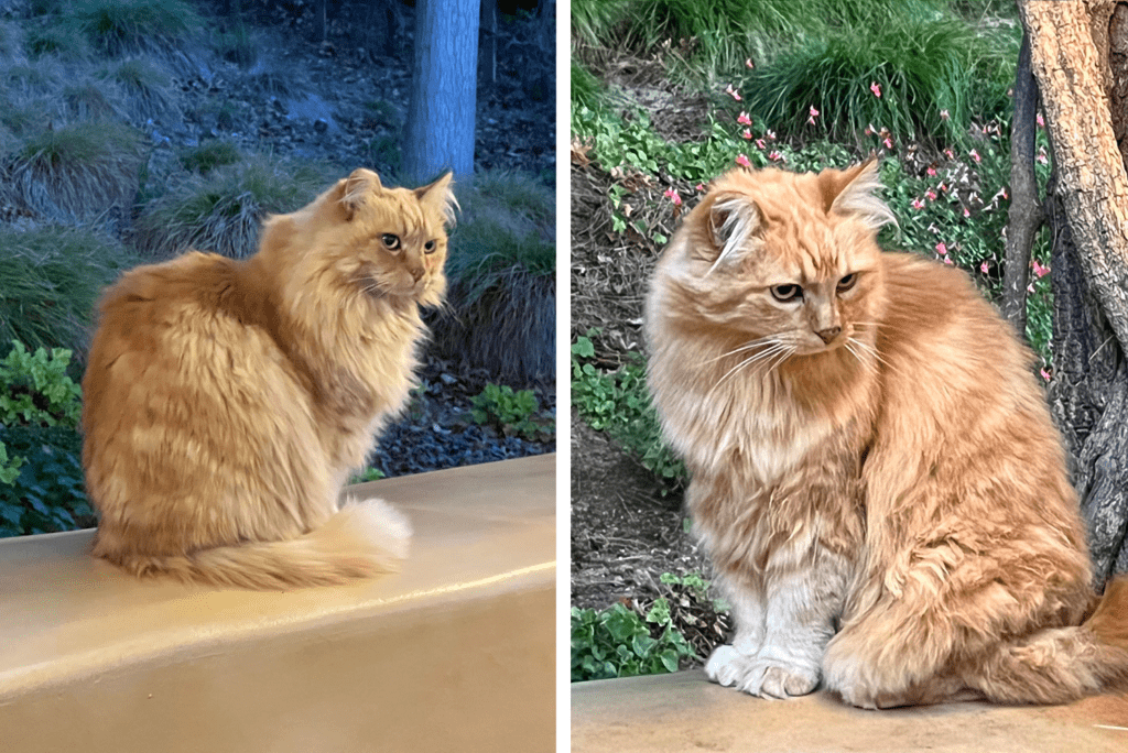 The Life and Passing Away of Disneyland’s Human-loving Cat, Nutmeg