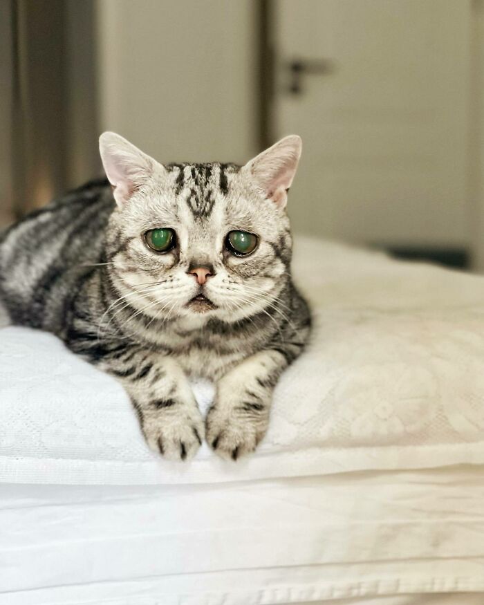 This Adorable, Yet Sad-Looking Cat Outlives Veterinary Predictions, Enjoying Senior Years